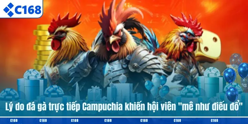 Lý do đá gà trực tiếp Campuchia khiến hội viên "mê như điếu đổ"