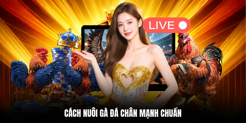Cách nuôi gà đá chân mạnh chuẩn